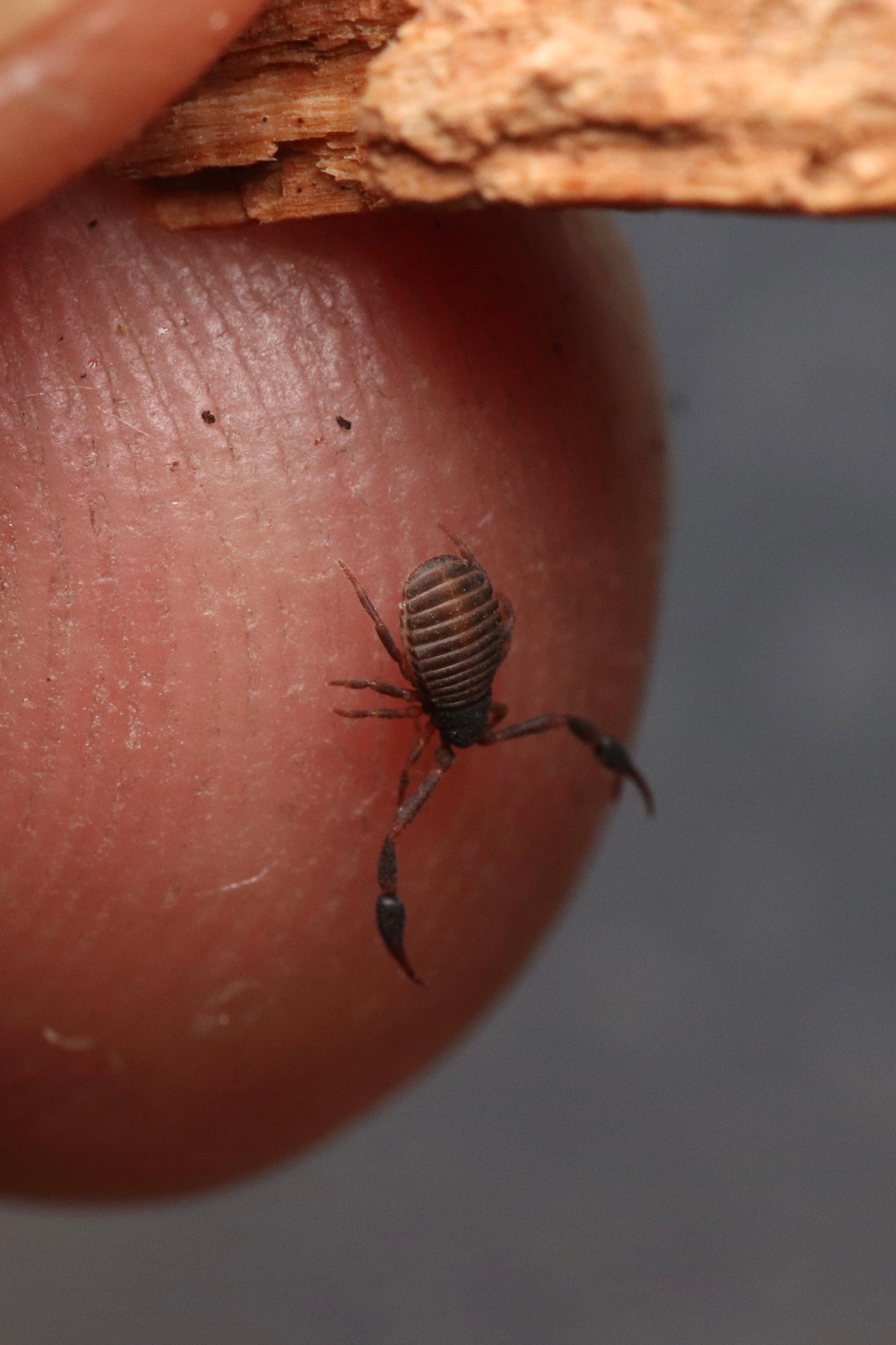 Pseudoscorpion - Cheliferidae sp. CrawlMart