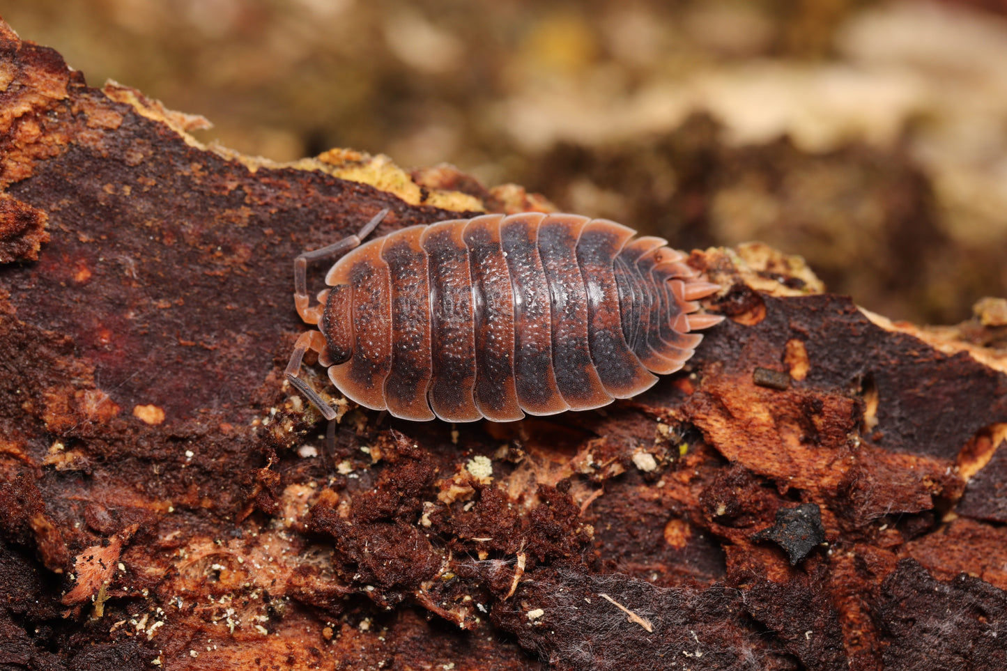Porcellio scaber "Rusty"