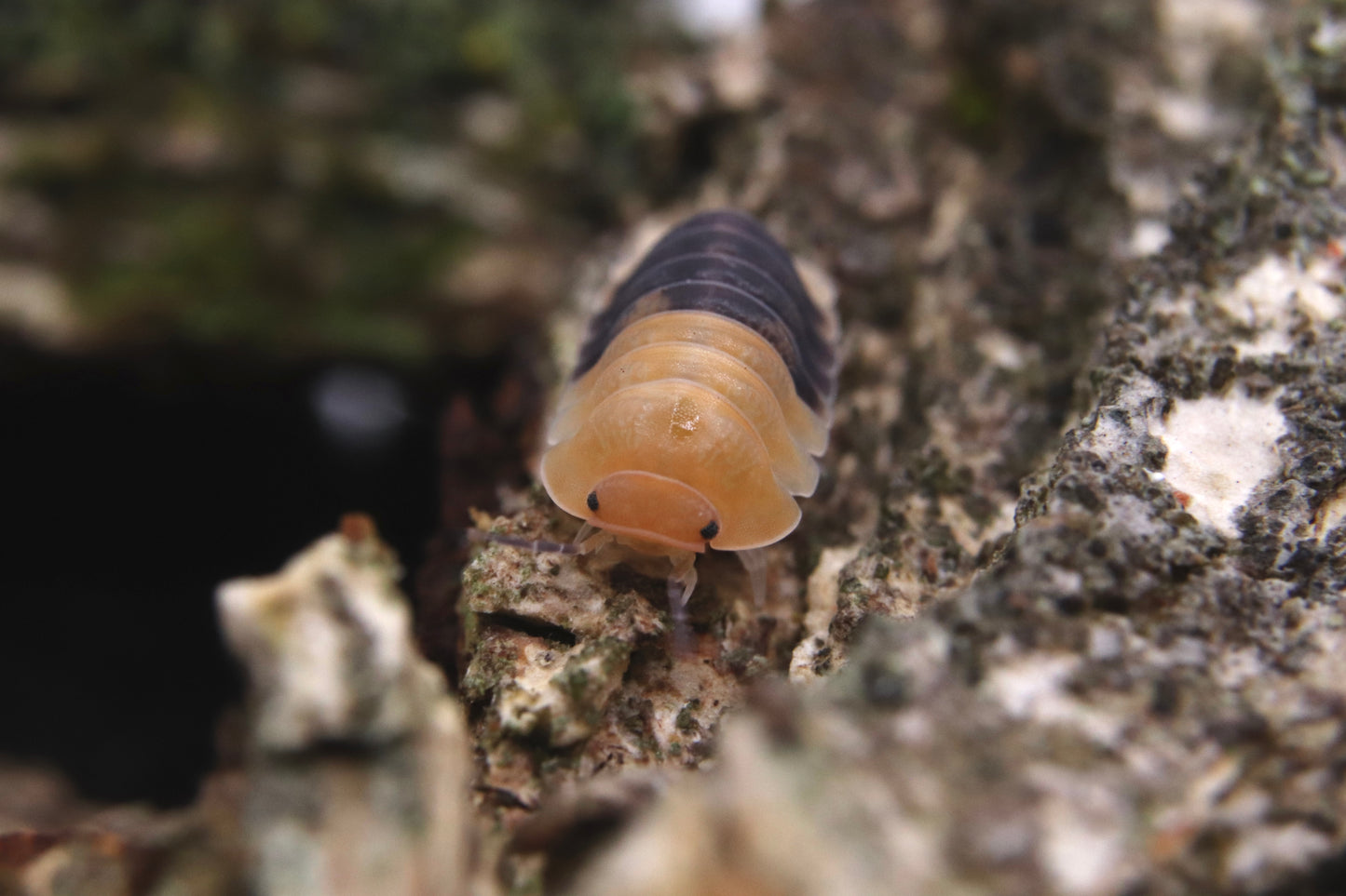 Cubaris sp. "Rubber Bee"