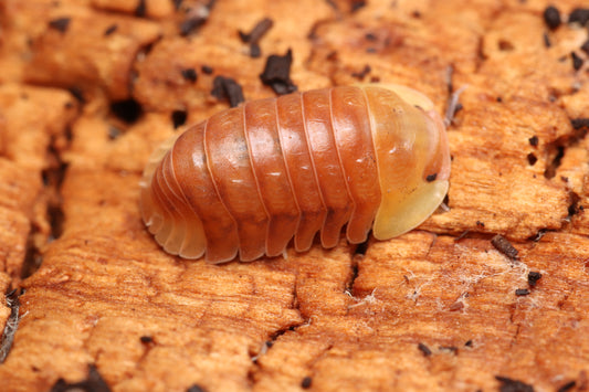 Cubaris sp. "Blonde Ducky" CrawlMart