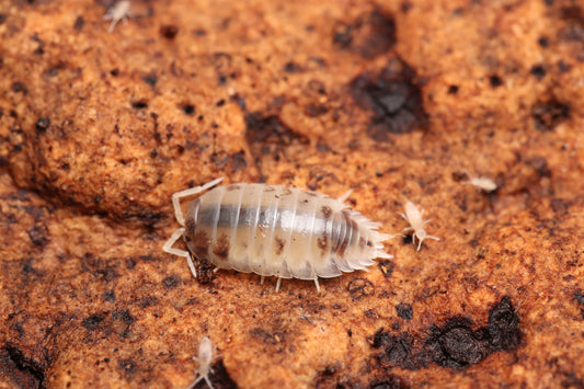 Porcellio laevis "Dairy Cow" CrawlMart