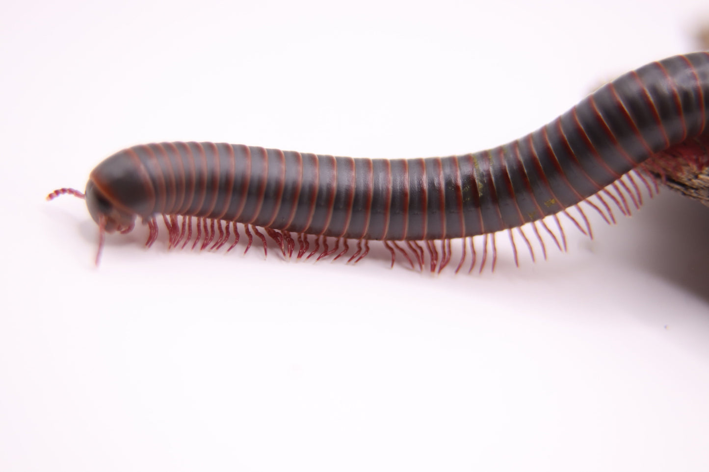 American Giant Millipede CrawlMart