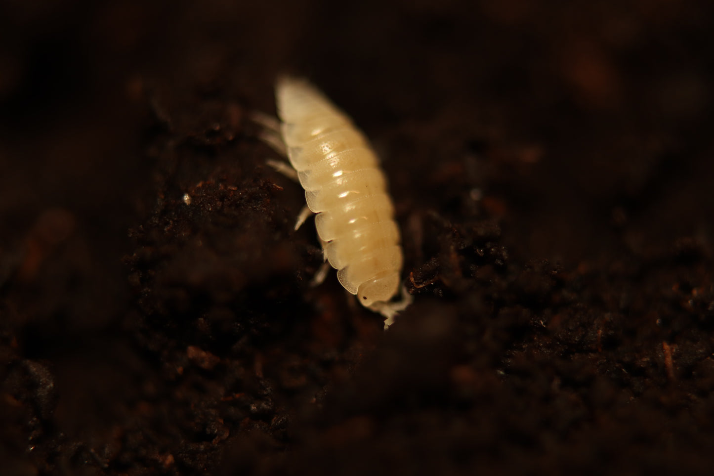 Dwarf Whites - Trichorhina tomentosa CrawlMart