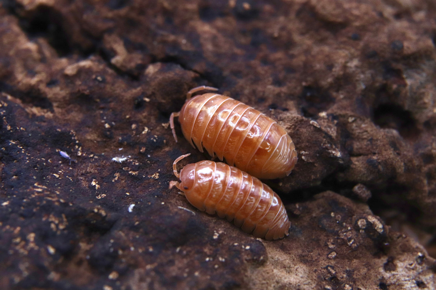 Armadillidium vulgare "Punta Cana Tangerine" CrawlMart