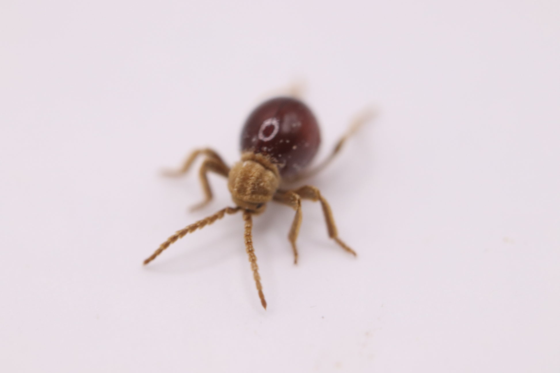 Mezium affine (Spider Beetles) CrawlMart