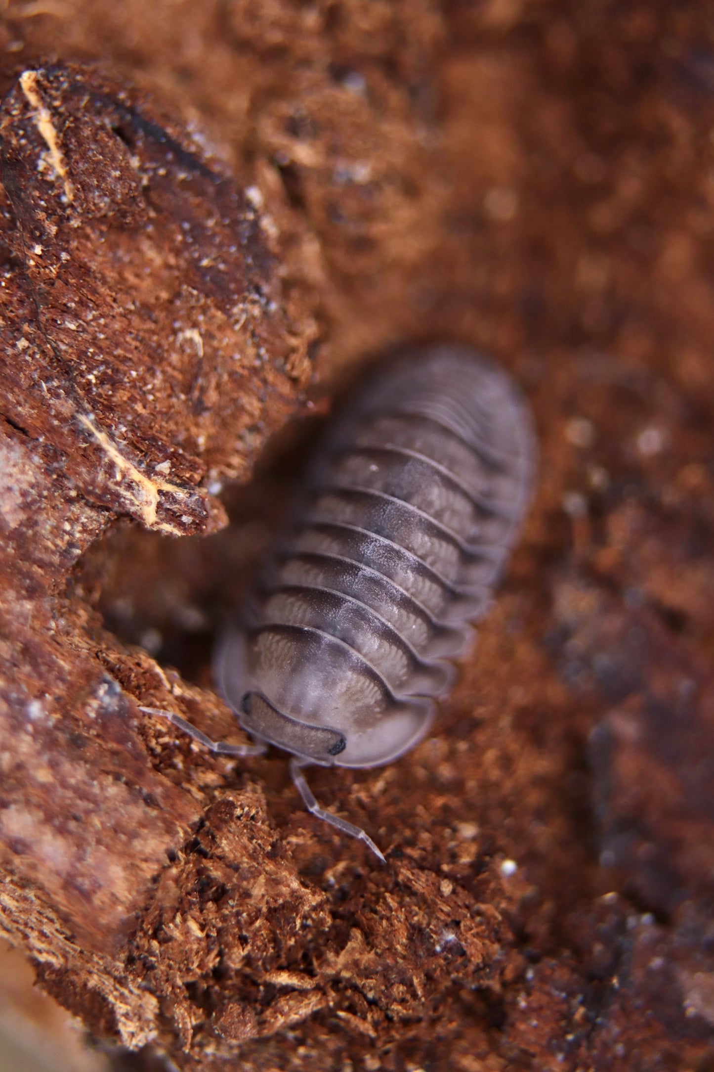 Cubaris sp. "Blue Pigeon"