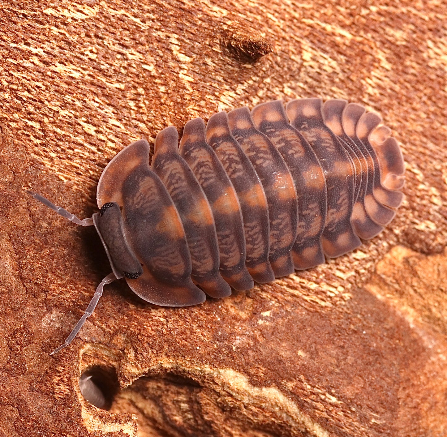 Cubaris Sp. z.o.o. « Tigre rouge »