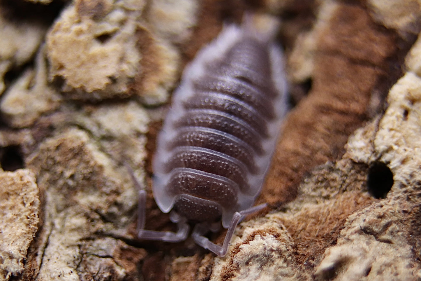 Porcellio hoffmannseggi CrawlMart