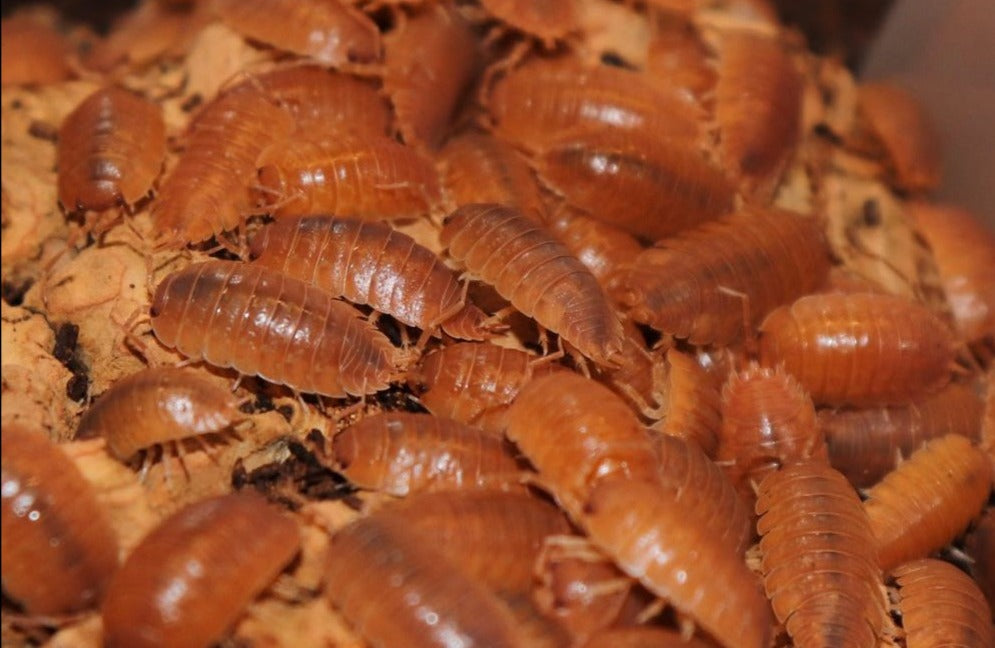 Porcellio Laevis Orange