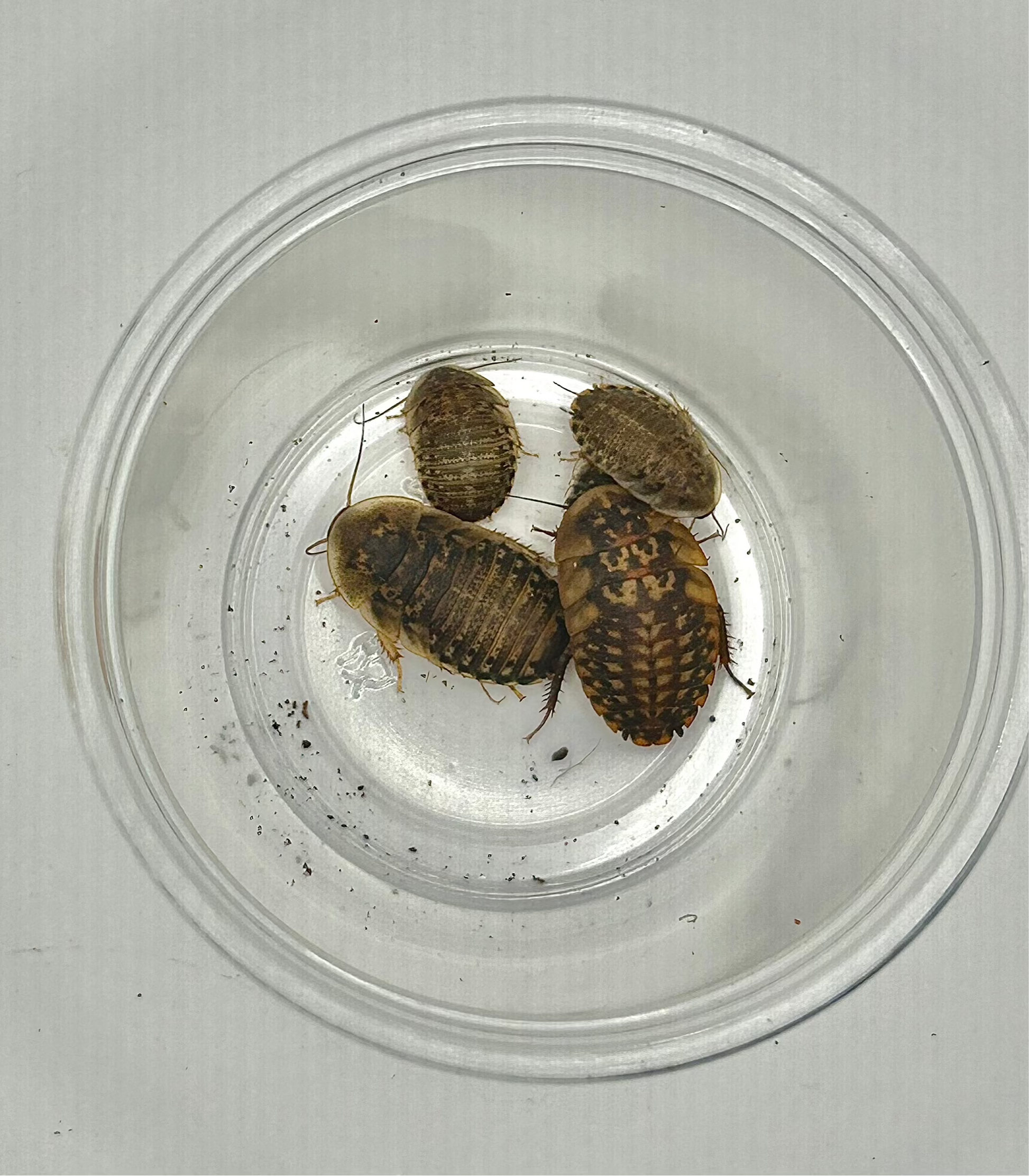 Discoid Roaches CrawlMart