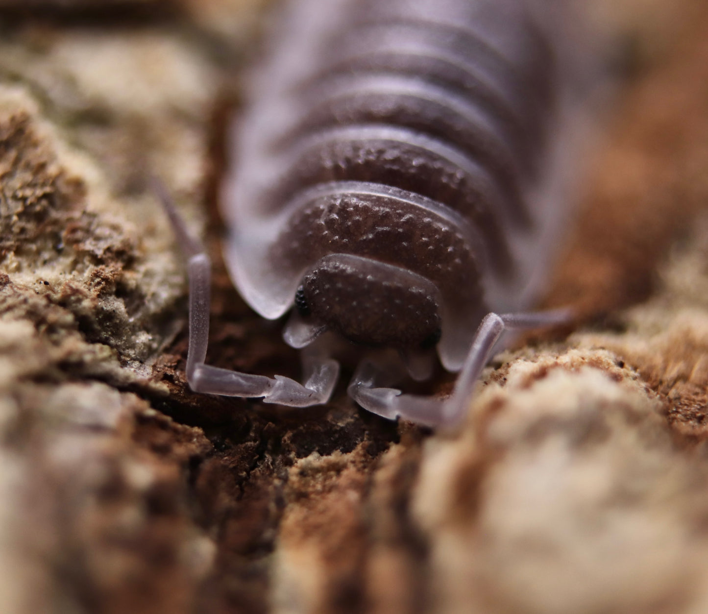 Porcellio hoffmannseggi CrawlMart