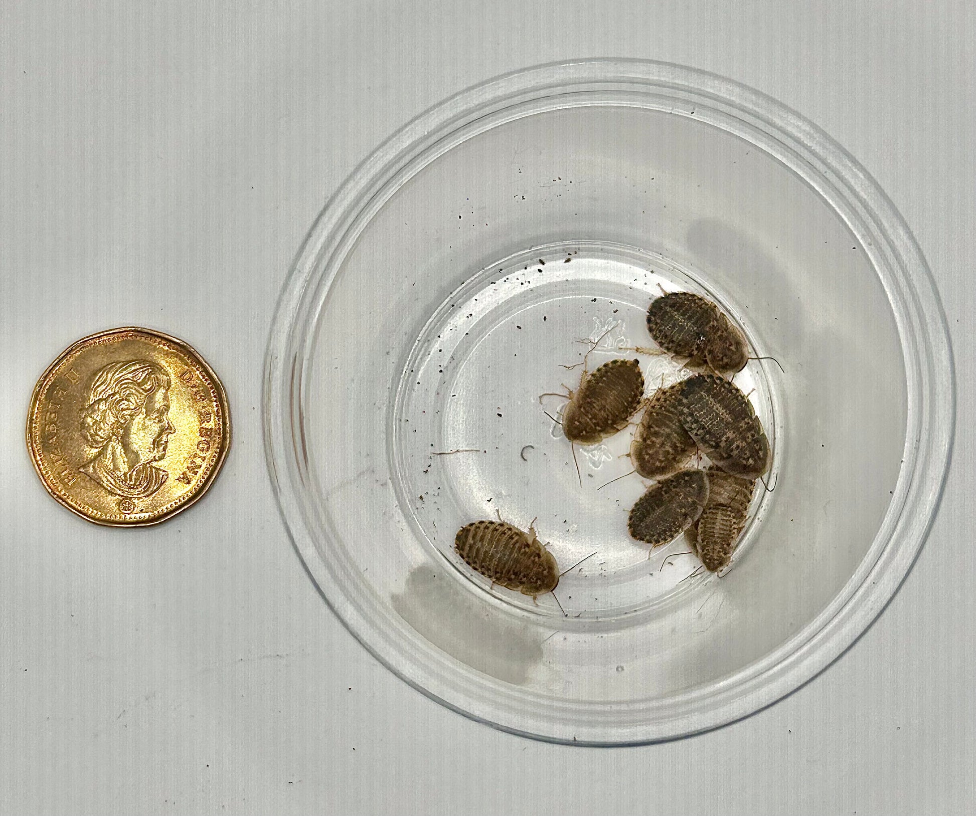 Discoid Roaches CrawlMart