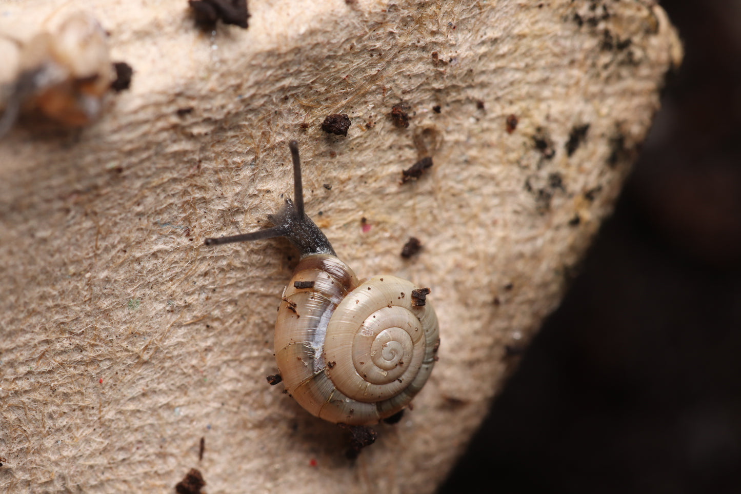 Zonitoides arboreus - Quick Gloss Snails