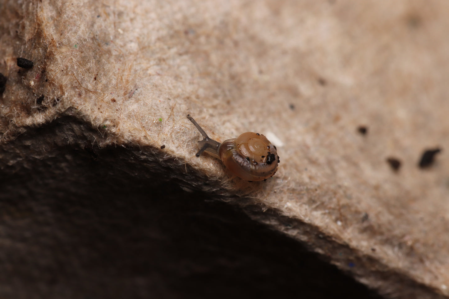 Gloss Snails for sale