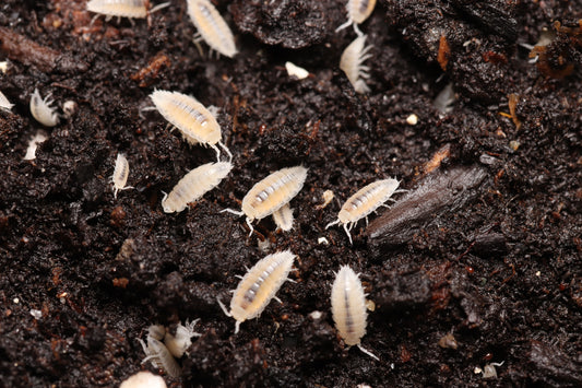 Dwarf Whites - Trichorhina tomentosa CrawlMart