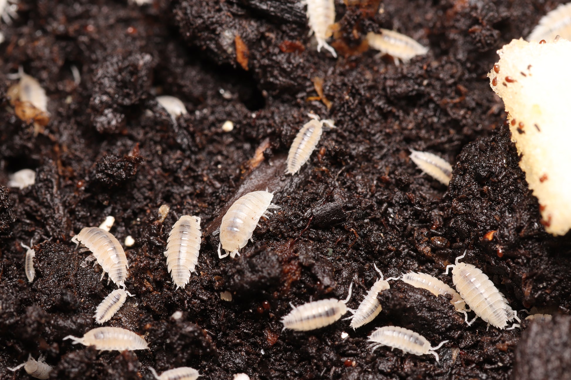 Dwarf Whites - Trichorhina tomentosa CrawlMart