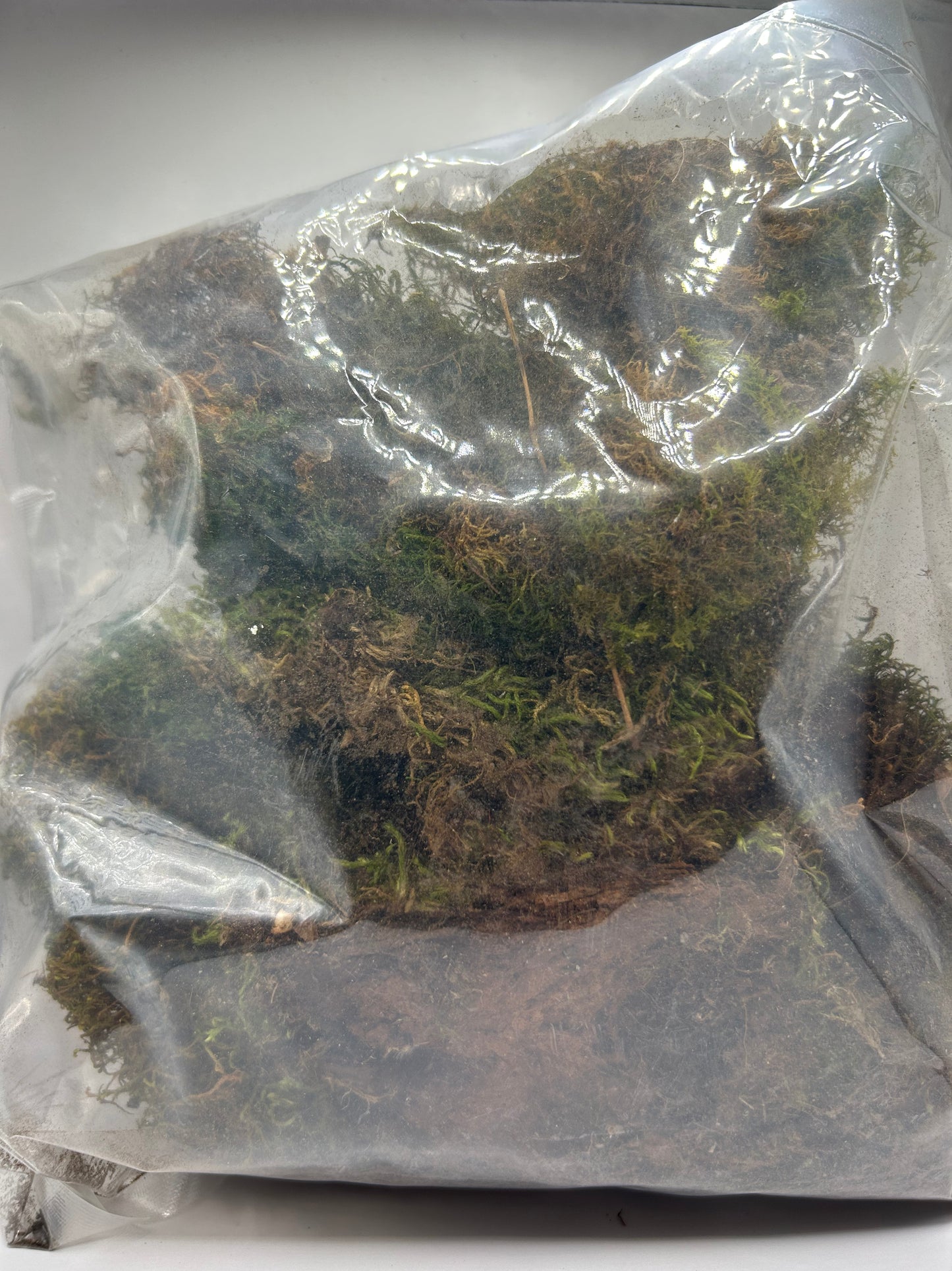 Sheet Moss