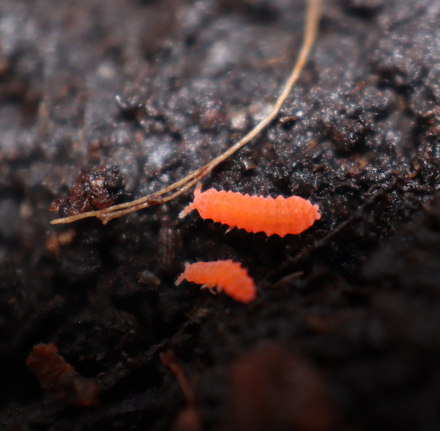 Yuukianura aphoruroides "Orange"