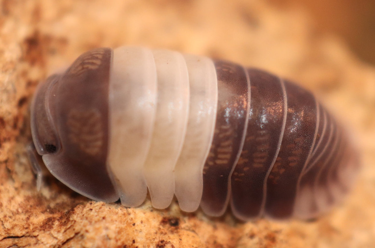 Cubaris Sp. Panda King