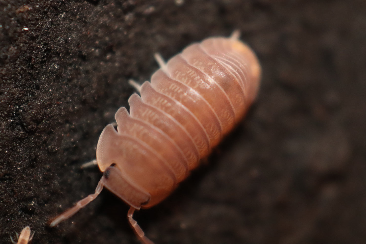 Cubaris murina "Papaya" CrawlMart
