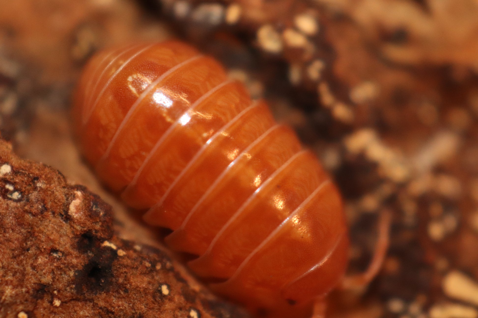 Armadillidium vulgare "Punta Cana Tangerine" CrawlMart