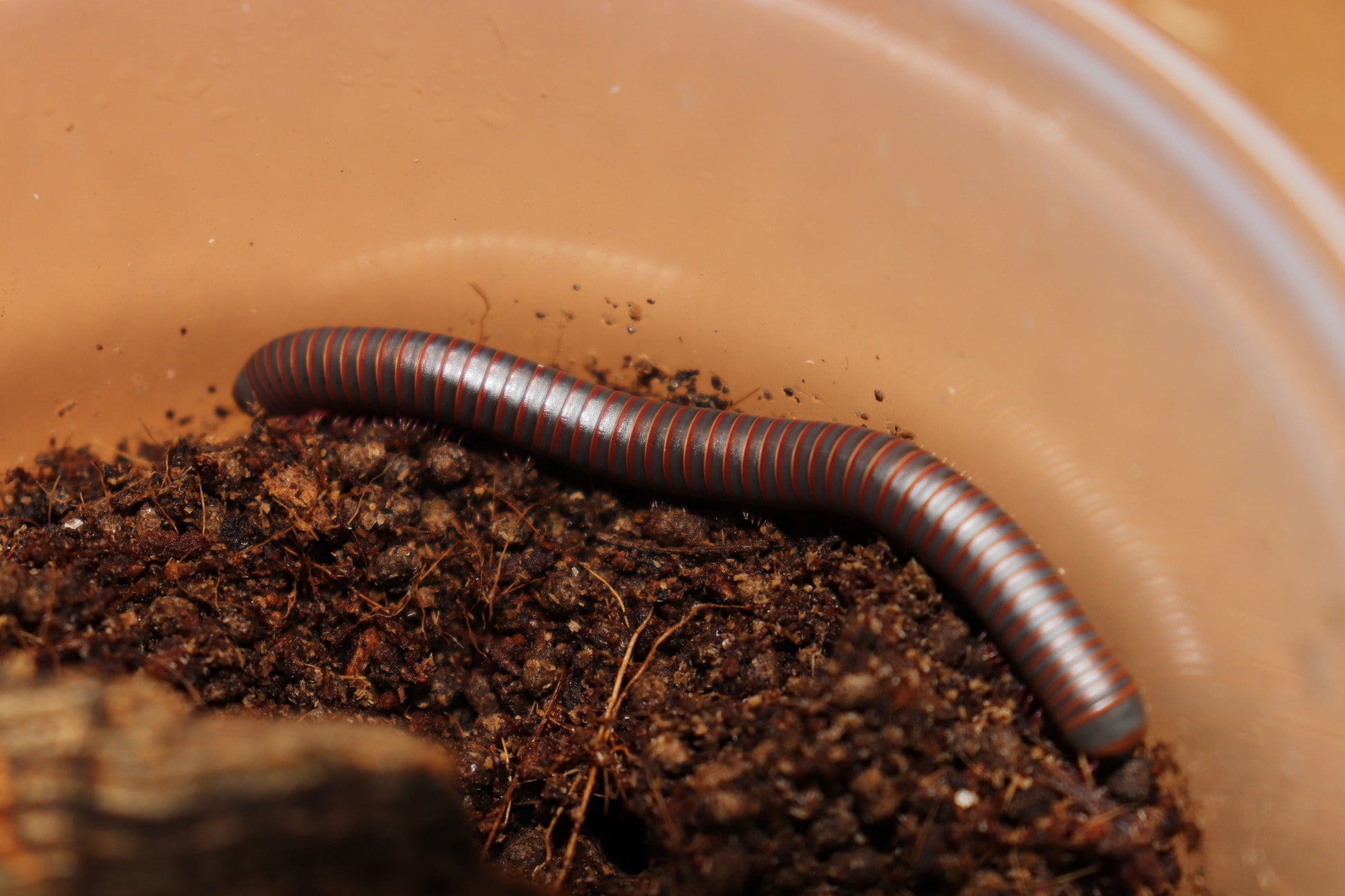 American Giant Millipede