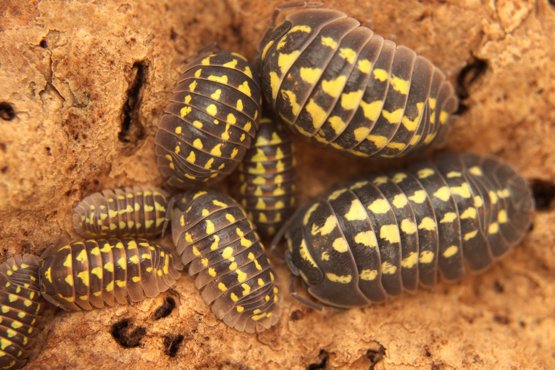 Armadillidium gestroi CrawlMart