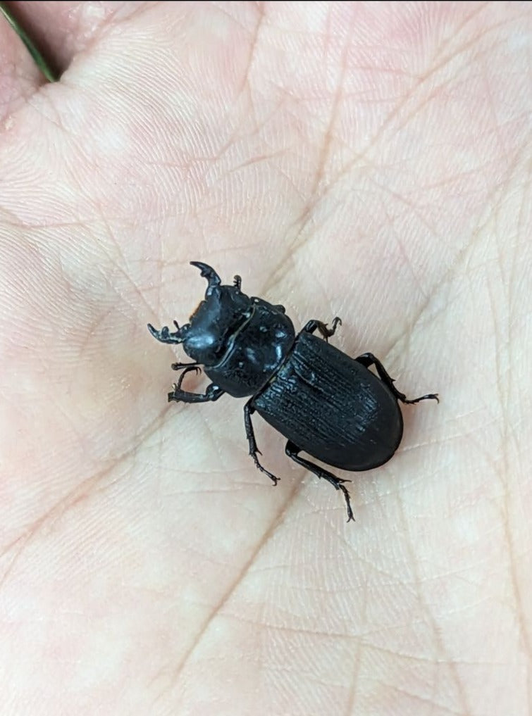 Antelope Beetle (Dorcus Parallelus)