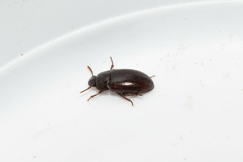 Alphitobius diaperinus - Buffalo Beetles CrawlMart