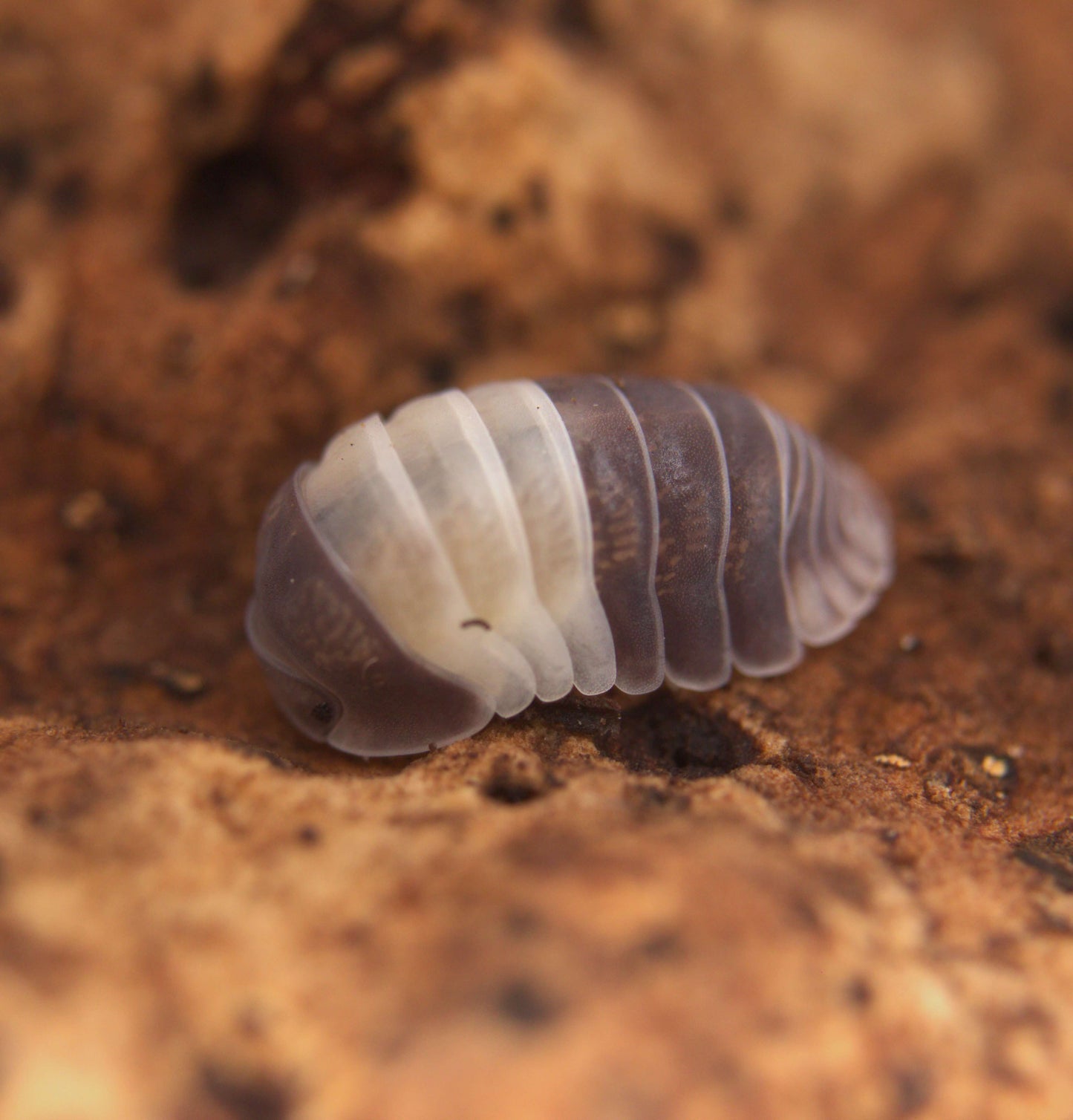 Cubaris sp. "Le roi des pandas"