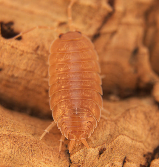 Porcellio laevis "Orange" CrawlMart