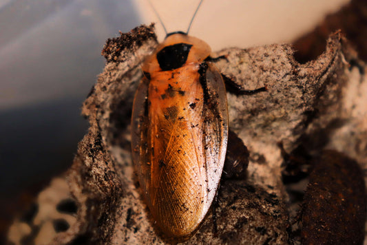 Discoid Roaches CrawlMart