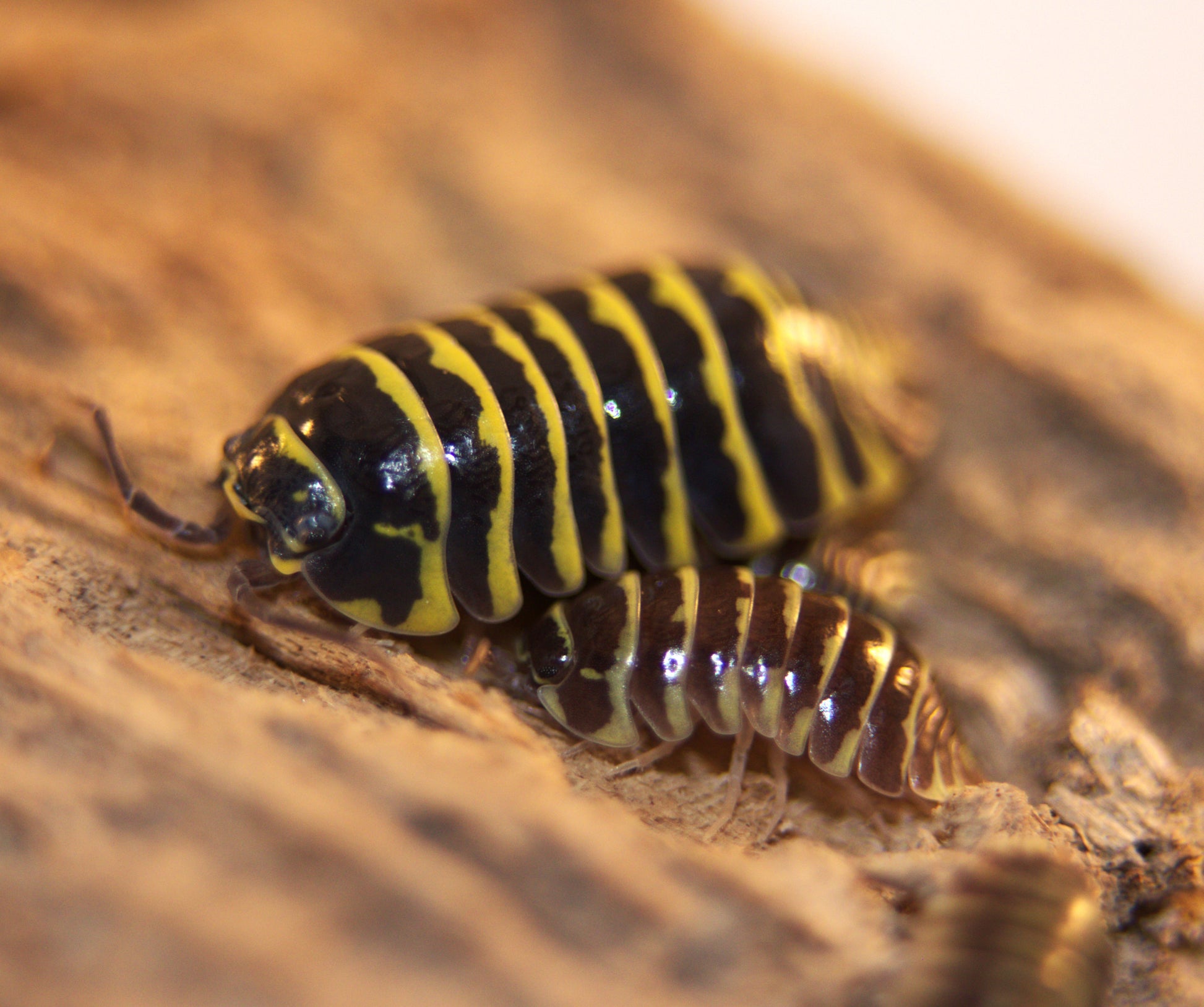 Armadillidium maculatum "Yellow Zebra" CrawlMart