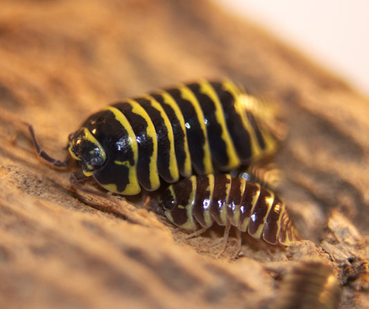 Armadillidium maculatum "Yellow Zebra" CrawlMart