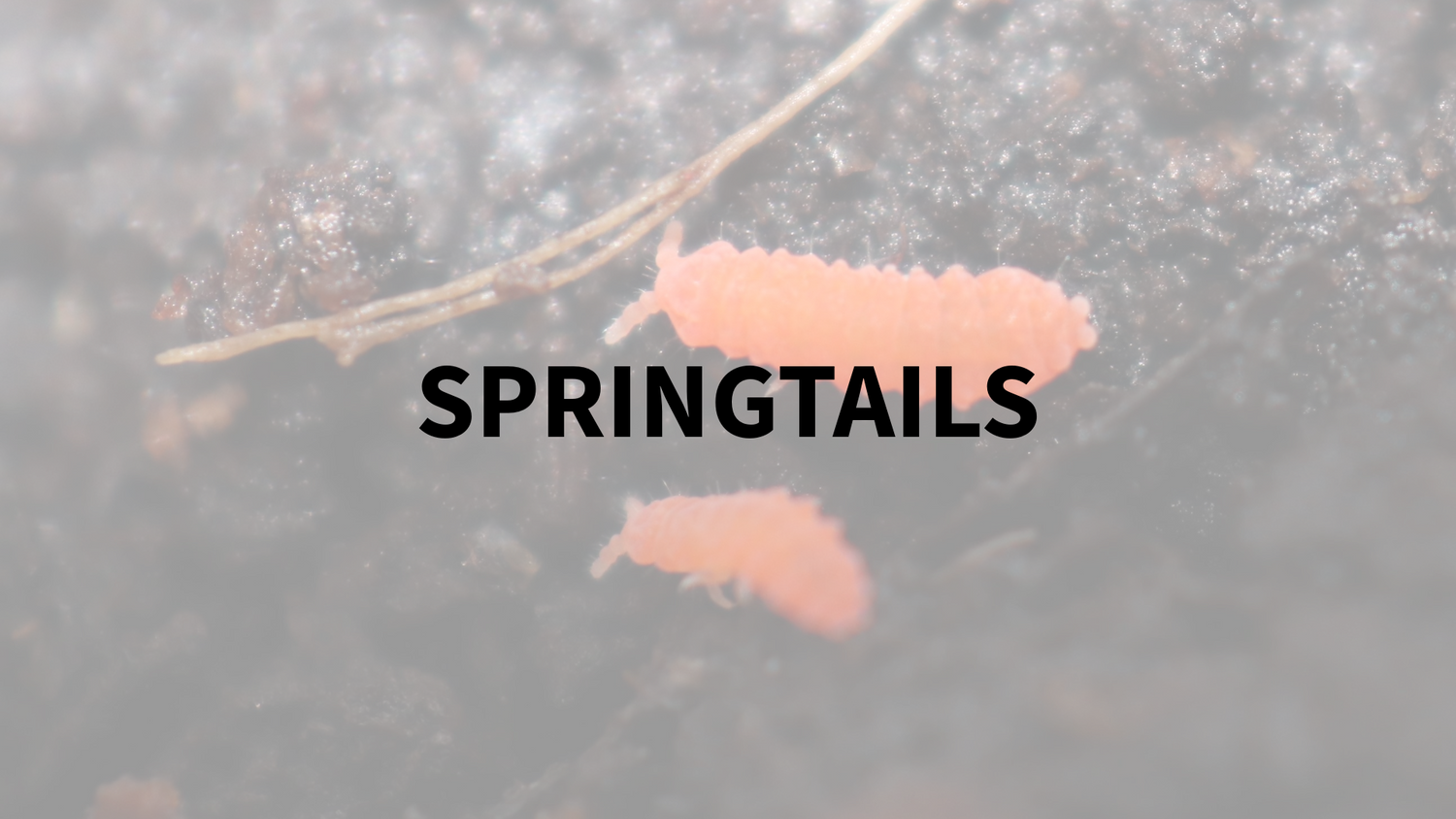 Springtails For Sale | CrawlMart | Canada