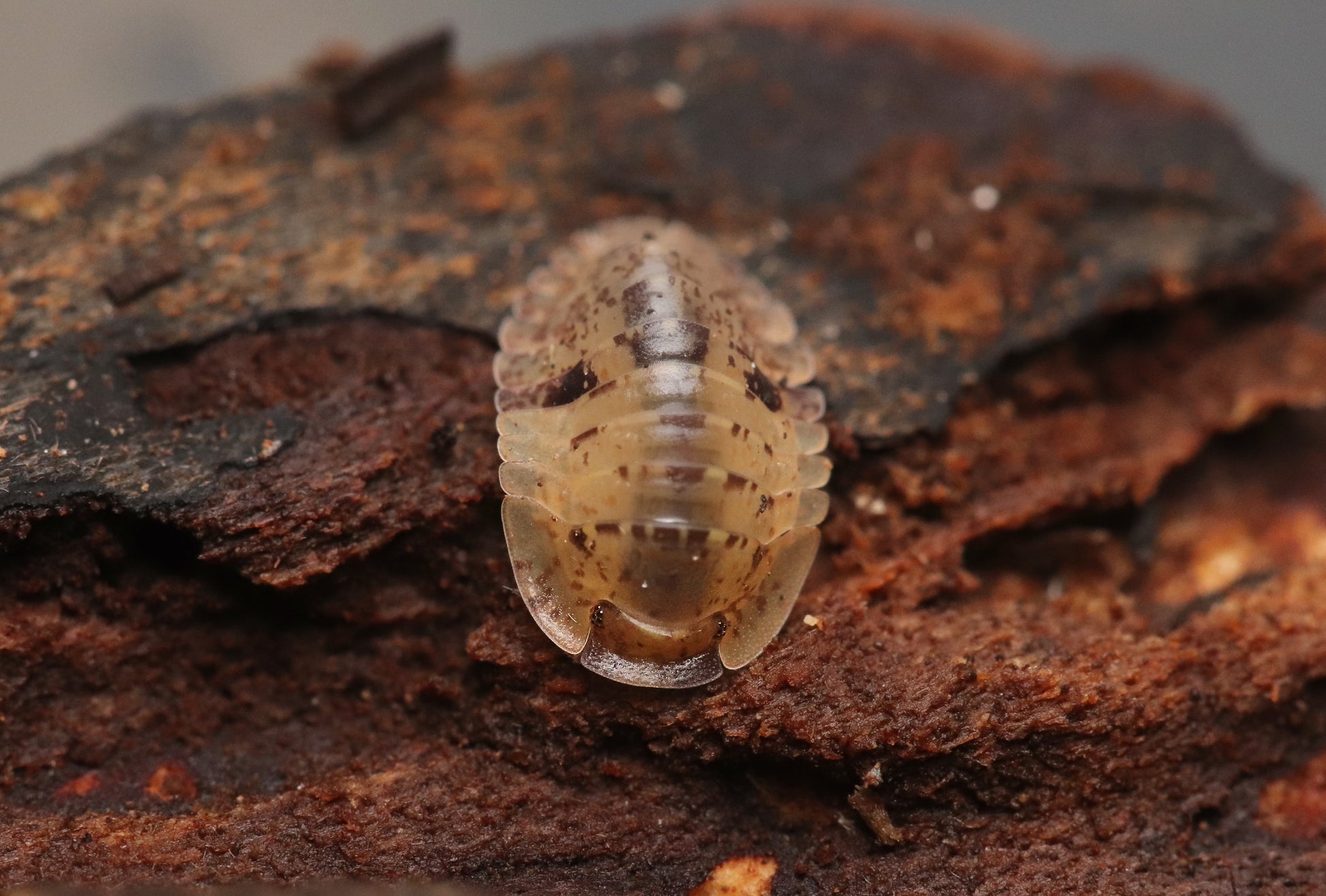 Fillipinodillo sp. “Bicolano” CrawlMart