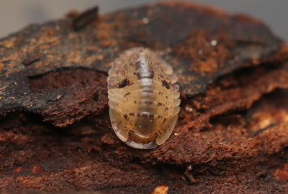 Fillipinodillo sp. “Bicolano” CrawlMart