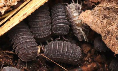 Armadillo tuberculatus CrawlMart