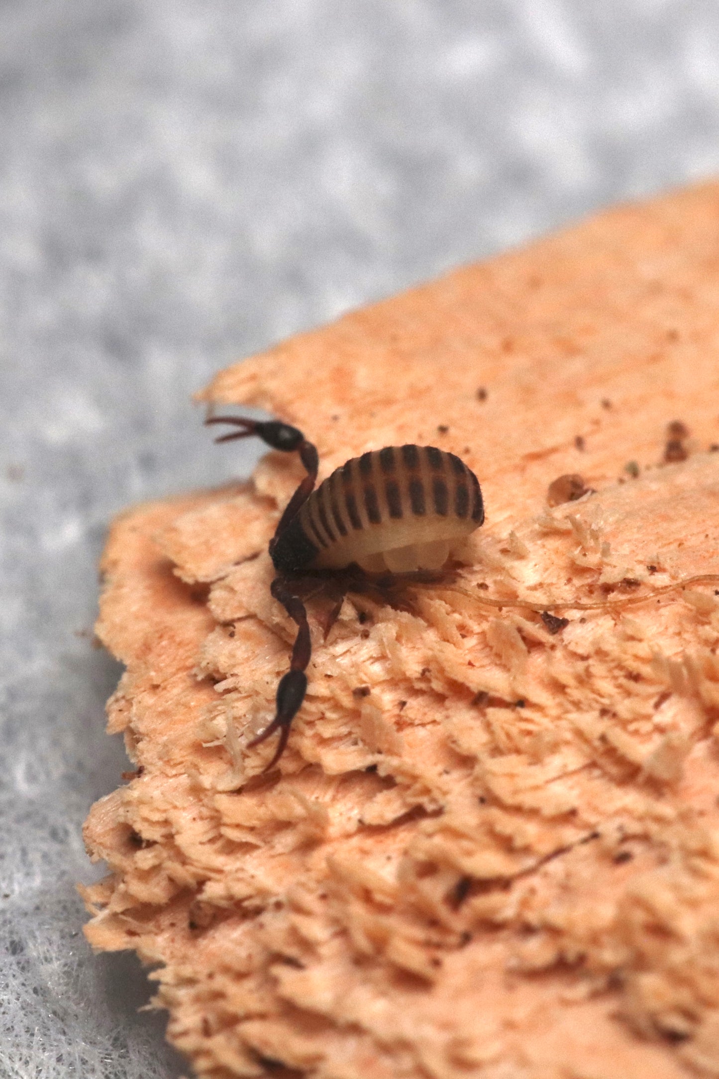 Pseudoscorpion - Cheliferidae sp.