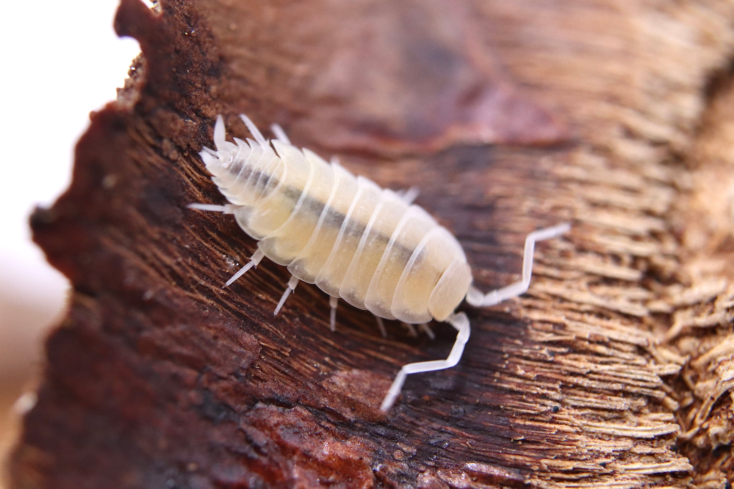 Porcellionides pruinosus "White-out"