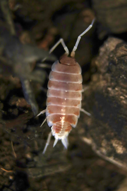 Porcellionides pruinosus "Orange cream"