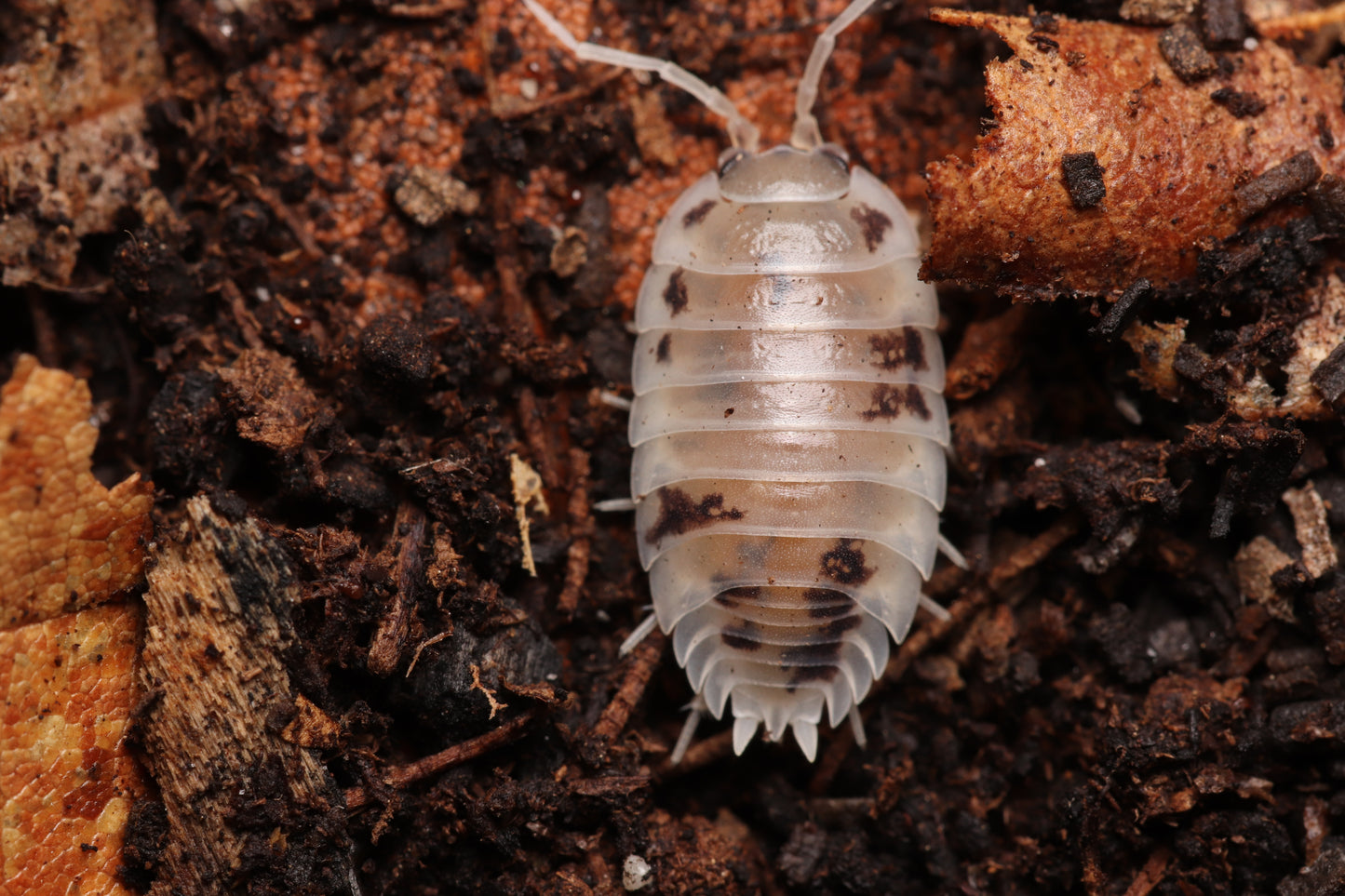Porcellio laevis "Dairy Cow"