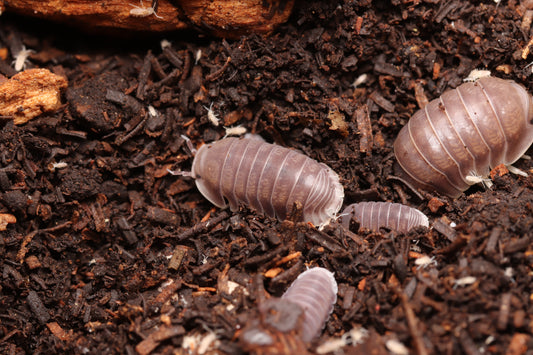 Cubaris sp. "Penguin" CrawlMart