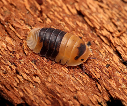 Cubaris sp. "Bumblebee" CrawlMart