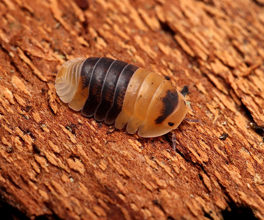 Cubaris sp. "Bumblebee" CrawlMart