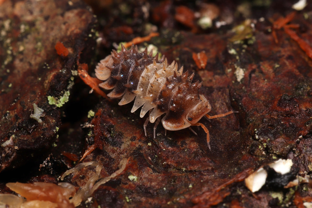 Armadillidae sp. "Thai Spiky" CrawlMart