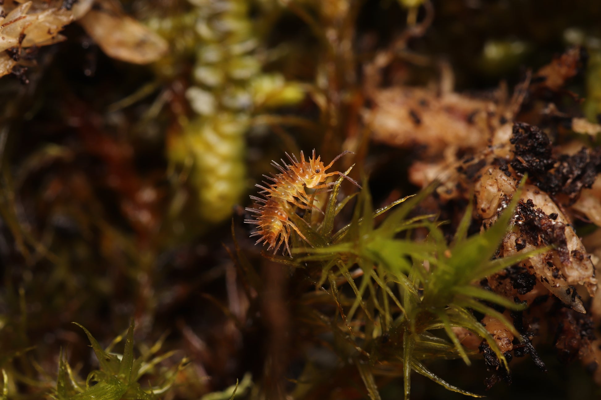 Laureola sp. “Durian” CrawlMart