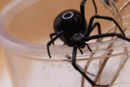 Western Black Widow - Latrodectus hesperus