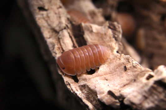 Cubaris sp. "Panda aux agrumes"