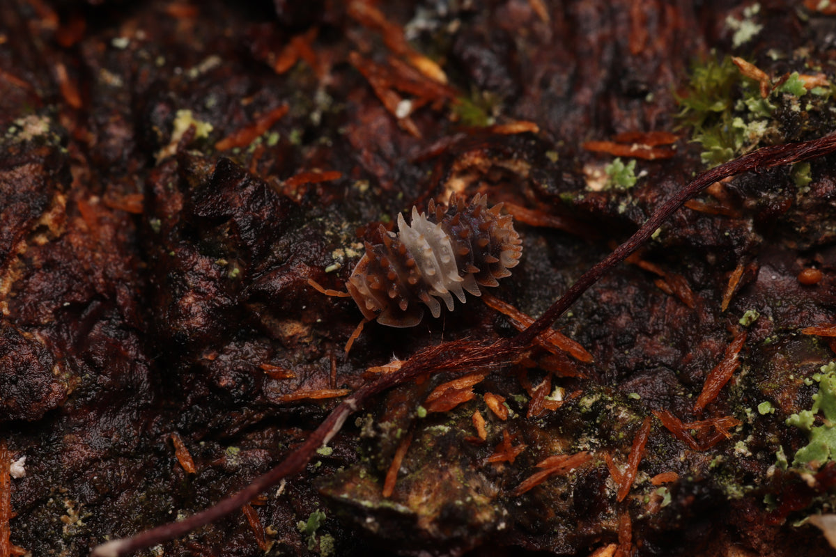 Armadillidae sp. "Thai Spiky" CrawlMart